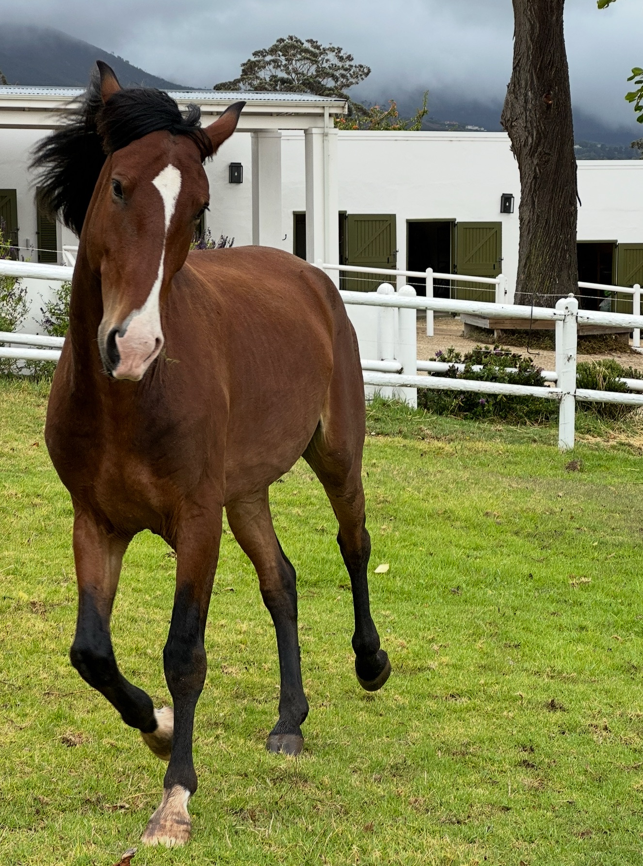 Horse trotting on the 400m canter track with stables in the background