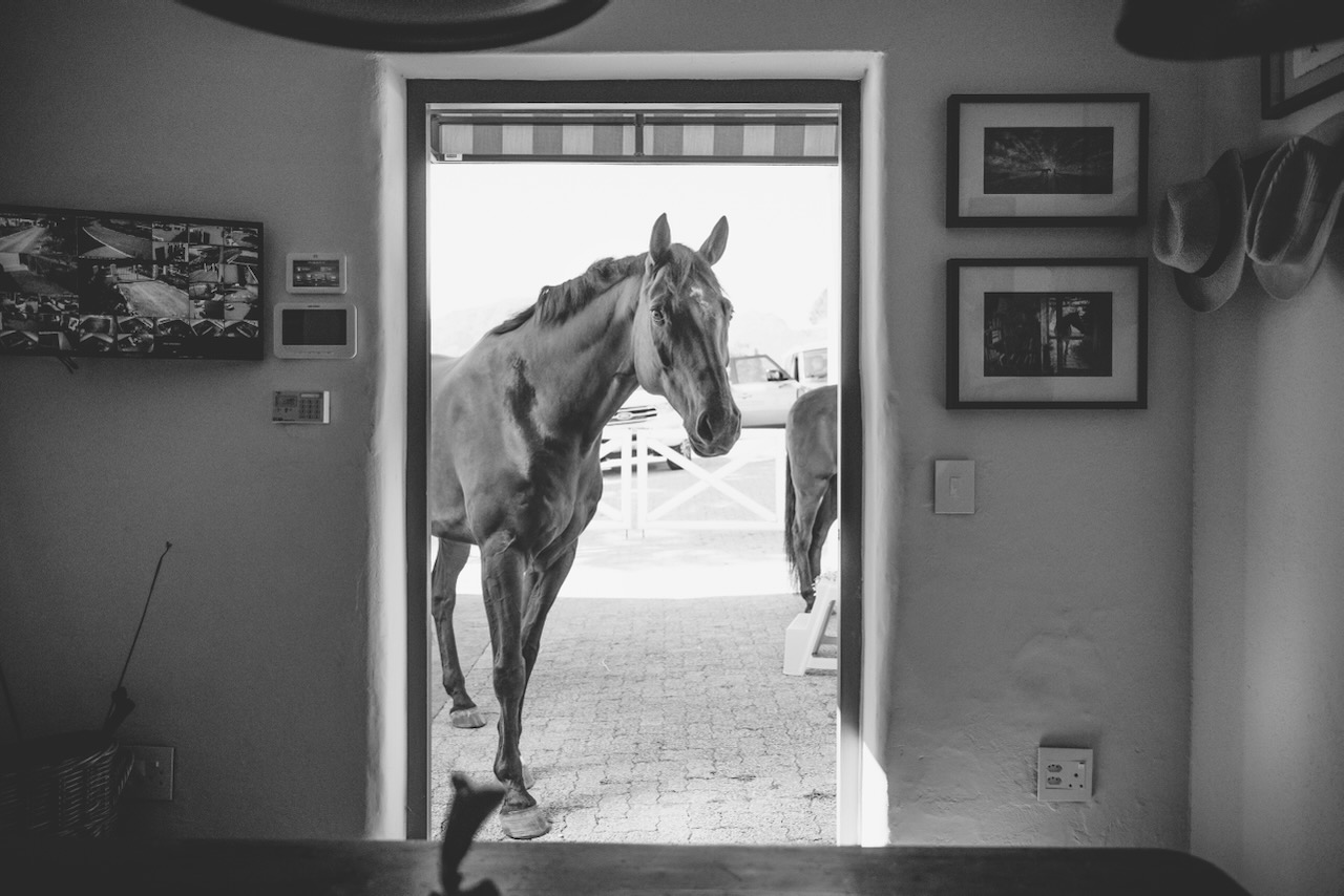 Black and white artistic photo of horse walking through doorway with equestrian artwork