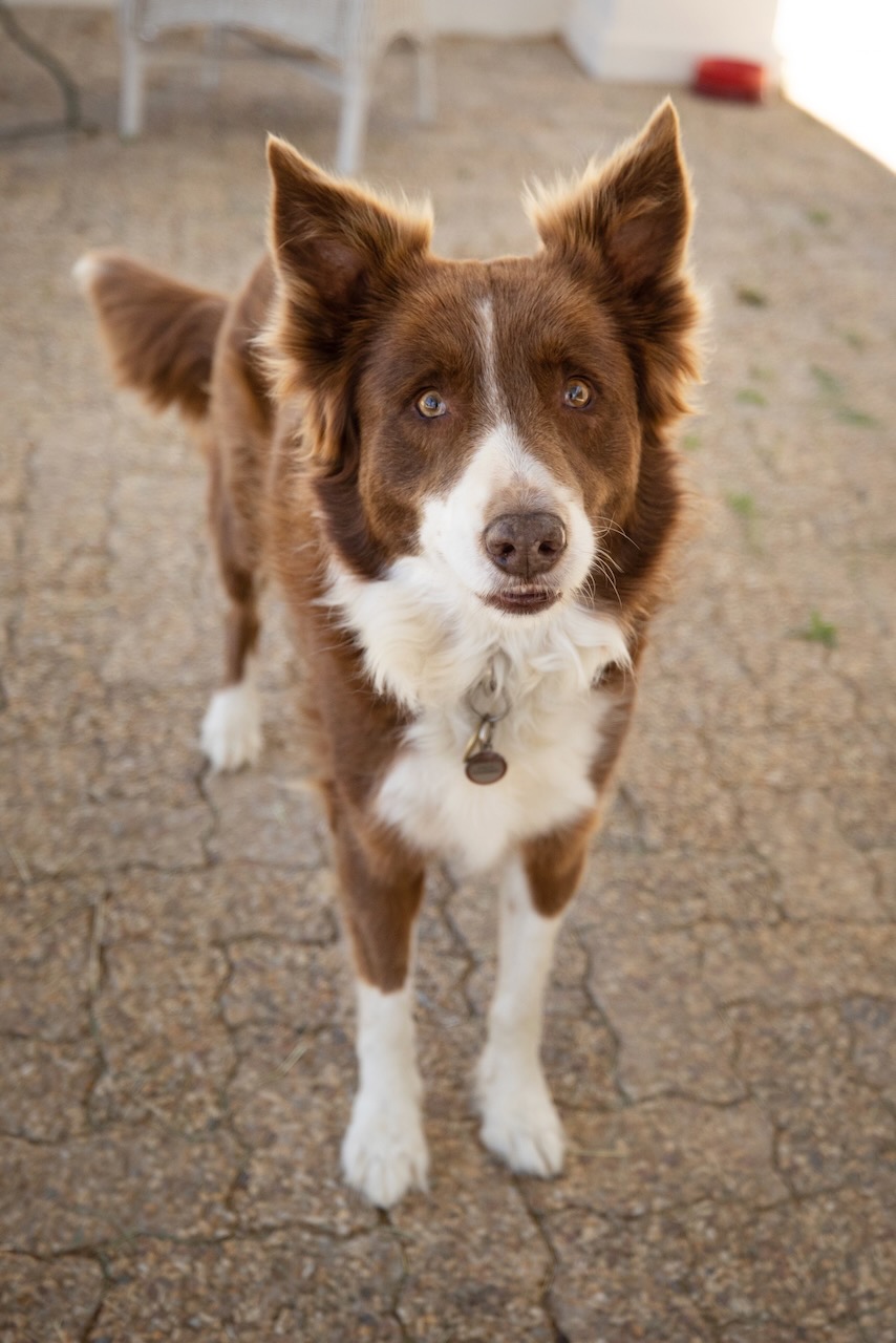 Brown and white border collie dog with alert ears standing at Bentgrass Stables