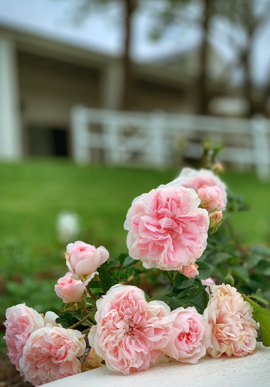 Beautiful pink roses in full bloom with stables building in background