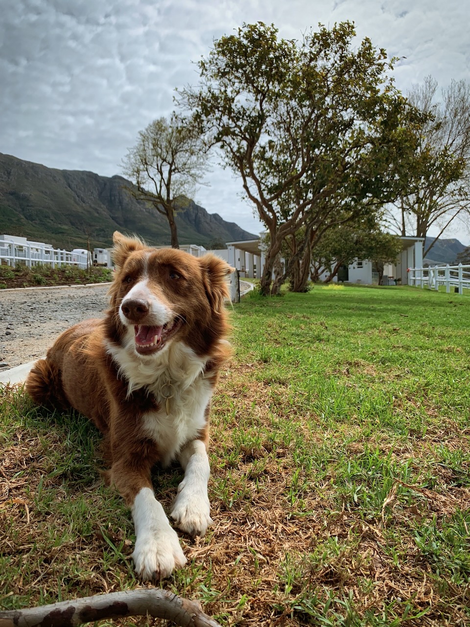 Happy brown and white border collie lying on grass with stables and mountains in background