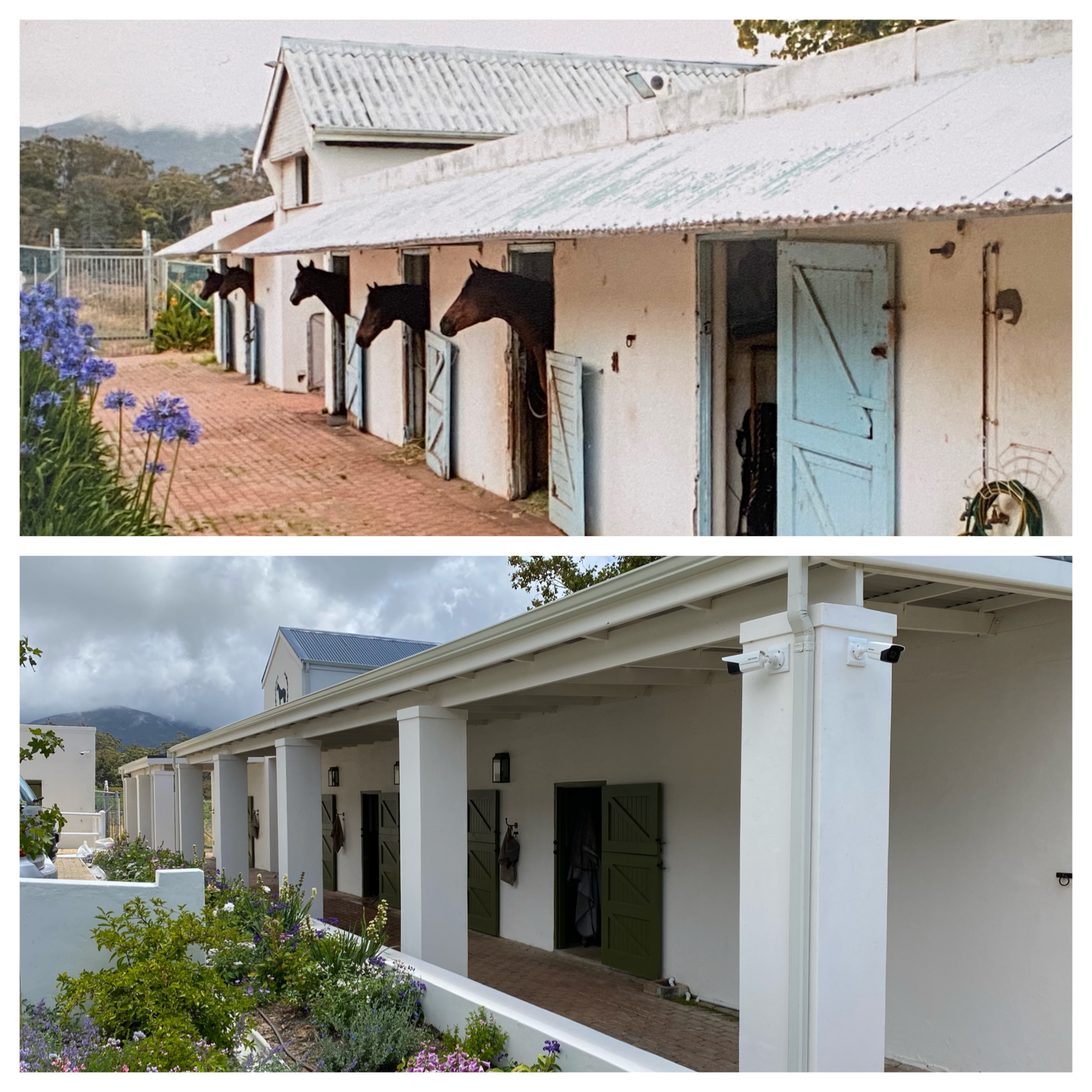 Stable renovation showing horses in old facilities versus modern covered stables with professional finish